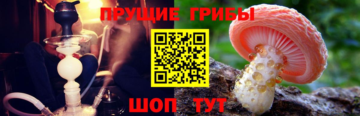 Псилоцибиновые грибы Psilocybine cubensis Омск
